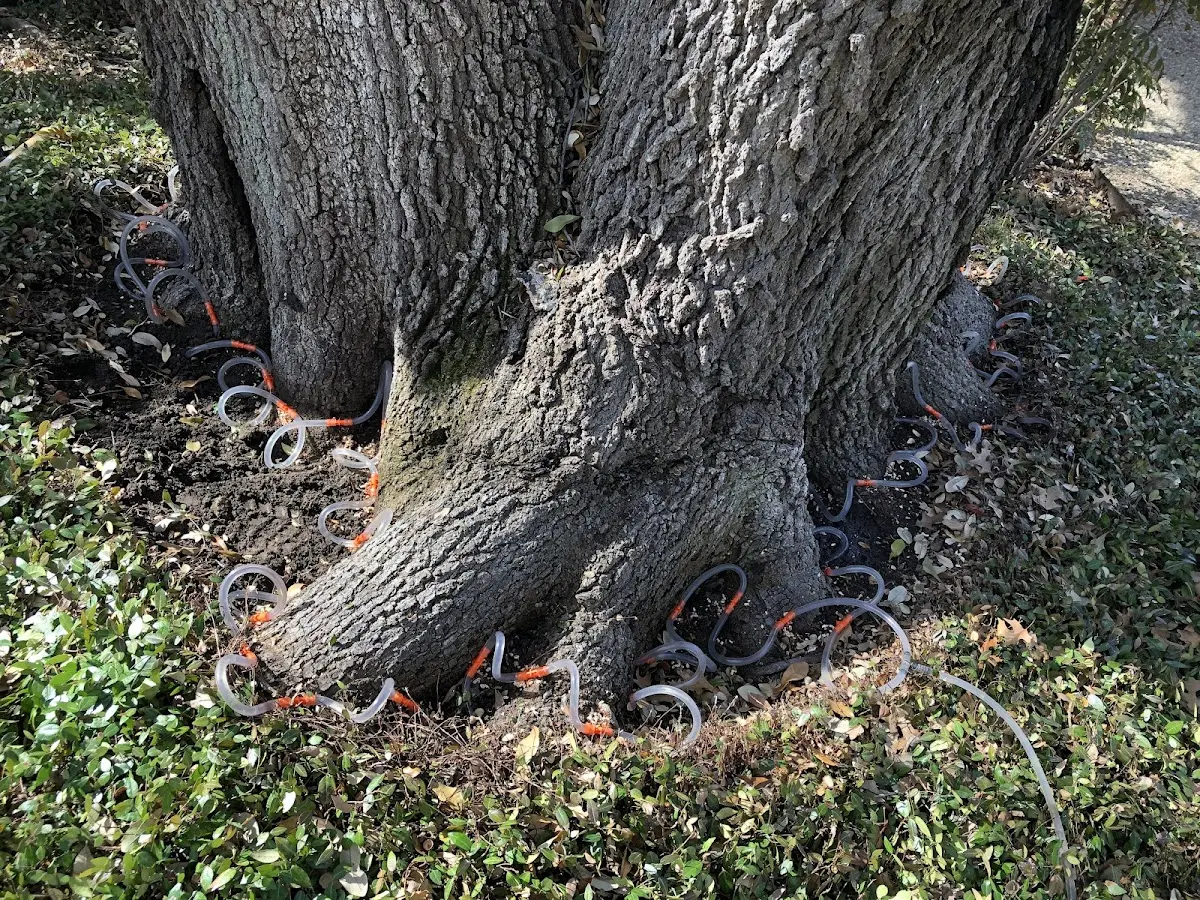 Detailed Tree Cabling and Bracing job site in Rickman