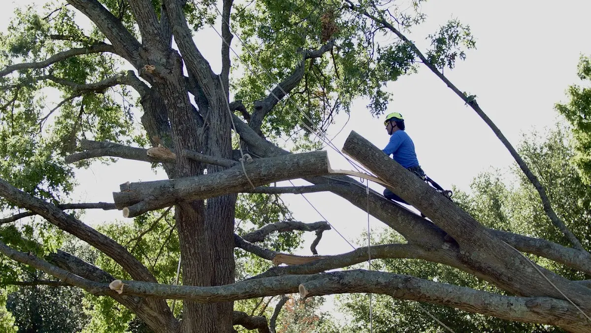 Professional Crown Thinning performed by certified arborists in Rickman